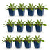 Green boutiQ - Perennial - Scabiosa col. Pink Mist - Scabious - Bee and Butterfly Attractors - Pink - 12 Plants - Pot 11cm - Height 15-25cm Bild 1