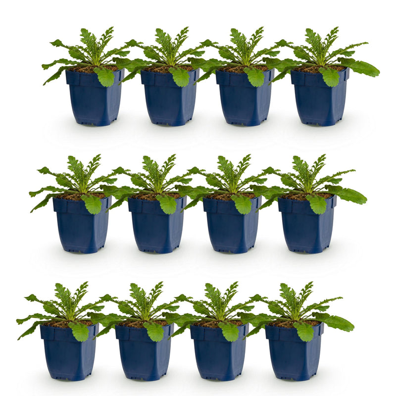 Green boutiQ - Perennial - Scabiosa col. Pink Mist - Scabious - Bee and Butterfly Attractors - Pink - 12 Plants - Pot 11cm - Height 15-25cm