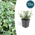 12x Euonymus 'Emerald Gaiety' - Hardy hedging plant, 10-25cm Bild 1