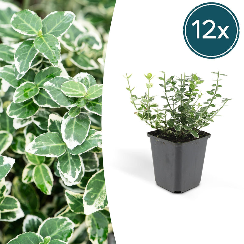 12x Euonymus 'Emerald Gaiety' - Hardy hedging plant, 10-25cm