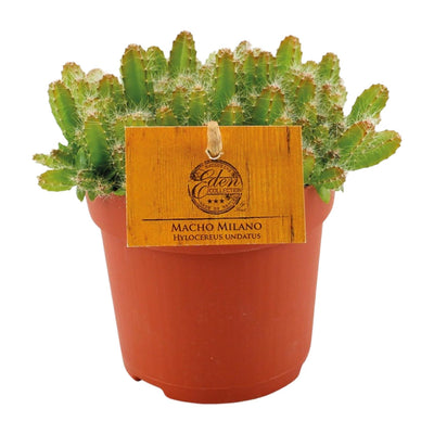 Hylocereus Undatus Kaktus Ø11cm - 15cm Höhe, pflegeleicht