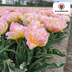 Password Tulpenzwiebeln - 20 Stück | Rosa Doppel-Tulp Bild 3