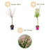 2x - Salix Flamingo - Ø17cm - ↕70-80cm Bild 4