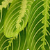 Green boutiQ - Houseplant - Maranta Fascinator Lemon Lime - Prayer Plant - Pet-friendly - Green - 4 plants - Pot 12cm - Height 30-35cm Bild 4