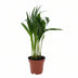 Dypsis Lutescens (Areca-Palme) Ø12cm, ↕40cm Bild 1