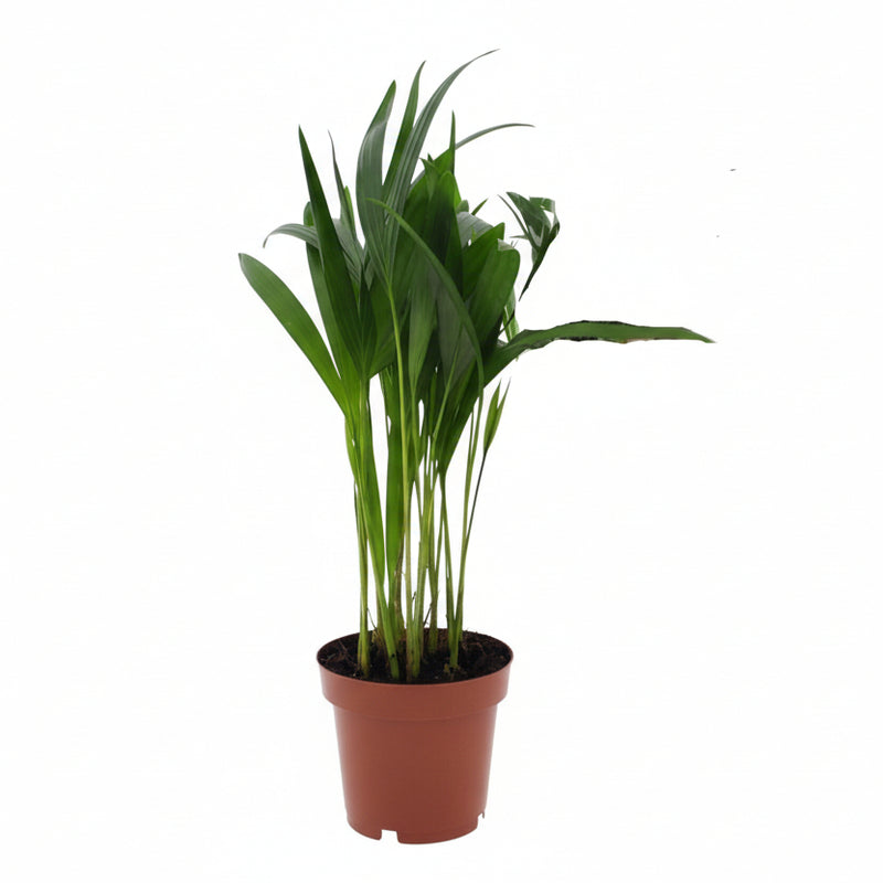 Dypsis Lutescens (Areca-Palme) Ø12cm, ↕40cm