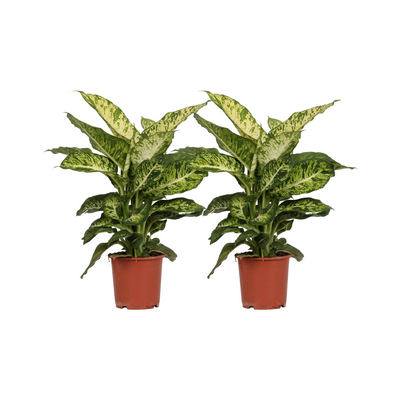 Dieffenbachia Mars - 2 Pflanzen - Ø17cm Topf - 50cm Hoch