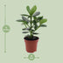 Clusia Rosea Princess - Autograph Tree in 12cm pot, approx. 15cm high Bild 2