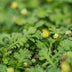 60x Bodendecker Leptinella squalida, 10-25cm, im 9cm Topf Bild 6