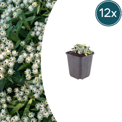 12x Anaphalis triplinervis - 10-25cm - Ø9cm