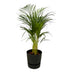 Areca-Palme: Tropische Schönheit im elho Topf, 85 cm hoch Bild 1
