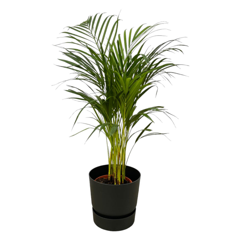 Areca-Palme: Tropische Schönheit im elho Topf, 85 cm hoch