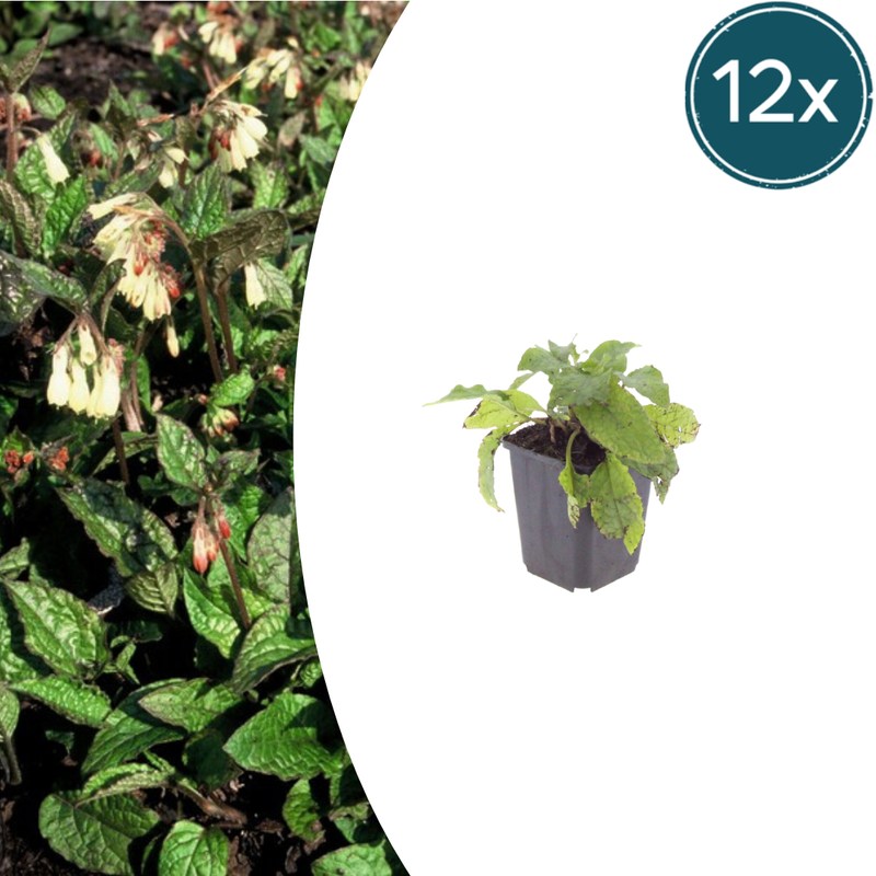 12x Beinwell 'Grandiflorum' – Bodendecker für Schattenbeete (10-25cm)