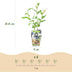 Blaubeere 'Goldtraube' (Vaccinium corymbossum) - 6 Pflanzen Bild 3
