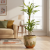 Dracaena Deremensis Rikki, Topf Ø21cm, Höhe 90-110cm Bild 6