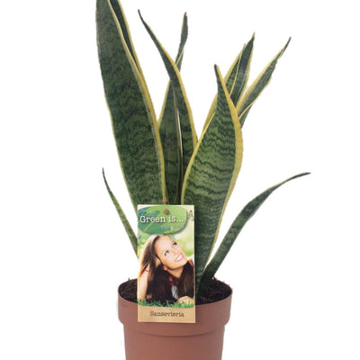 Sansevieria Laurentii: Pflegeleichte Zimmerpflanze mit Luftreinigung