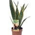 Sansevieria Laurentii: Pflegeleichte Zimmerpflanze mit Luftreinigung Bild 2