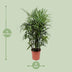 Rhapis Excelsa (Steckenpalme) - Ø27cm, ↕120cm - Pflegeleichte Eleganz Bild 2