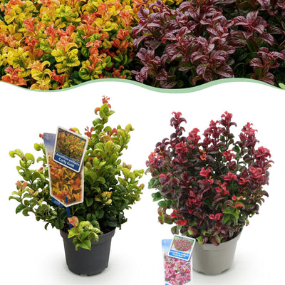 Leucothoe Curly Duo (Gelb & Rot) - 2 Pflanzen, Immergrün, Pflegeleicht