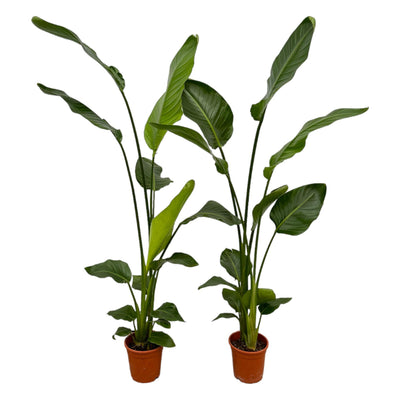 2x Strelitzia Nicolai (Baum-Strelitzie) - 130 cm - Ø17