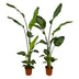 2x Strelitzia Nicolai (Baum-Strelitzie) - 130 cm - Ø17 Bild 1