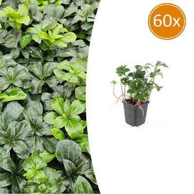 60x Pachysandra 'Green Sheen' Bodendecker, 10-25cm, Ø9cm