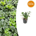 60x Pachysandra 'Green Sheen' Bodendecker, 10-25cm, Ø9cm Bild 1