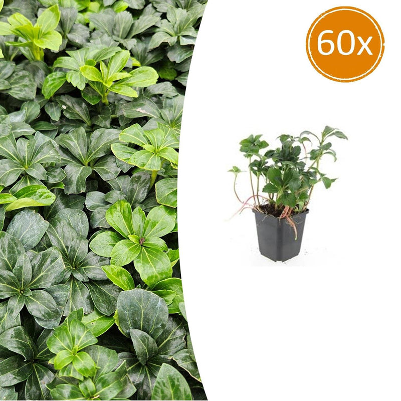 60x Pachysandra 'Green Sheen' Bodendecker, 10-25cm, Ø9cm