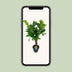 Ficus Lyrata (Geigenfeige) - Ø26cm - ↕100cm Bild 5