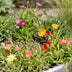 6x Delosperma Mix (Mittagsblume) Ø7cm, 10-12cm hoch Bild 5