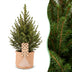 4x Picea glauca Conica - Zuckerhutfichte - Grün - Weihnachtsbaum - inkl. Jutesack - Ø17cm - ↕65cm Bild 1