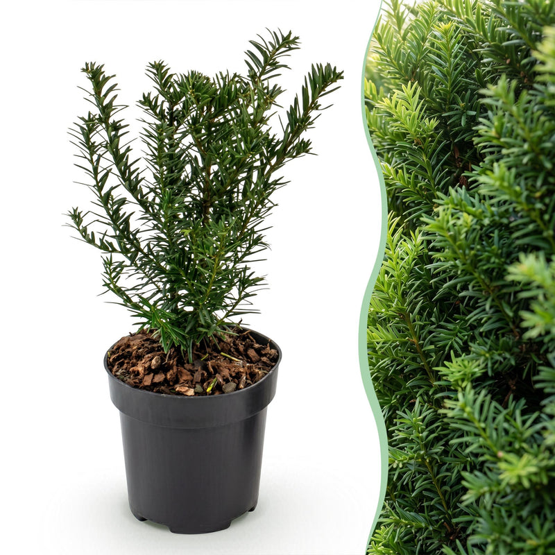 Green boutiQ - 24x Taxus baccata - Eibe - Heckenpflanzen - Immergrün - Grün - Topf 9cm - Höhe 20-30cm