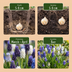 50x Muscari Magic Mix Traubenhyazinthenzwiebeln (7/8) - Frühlingblüher Bild 4