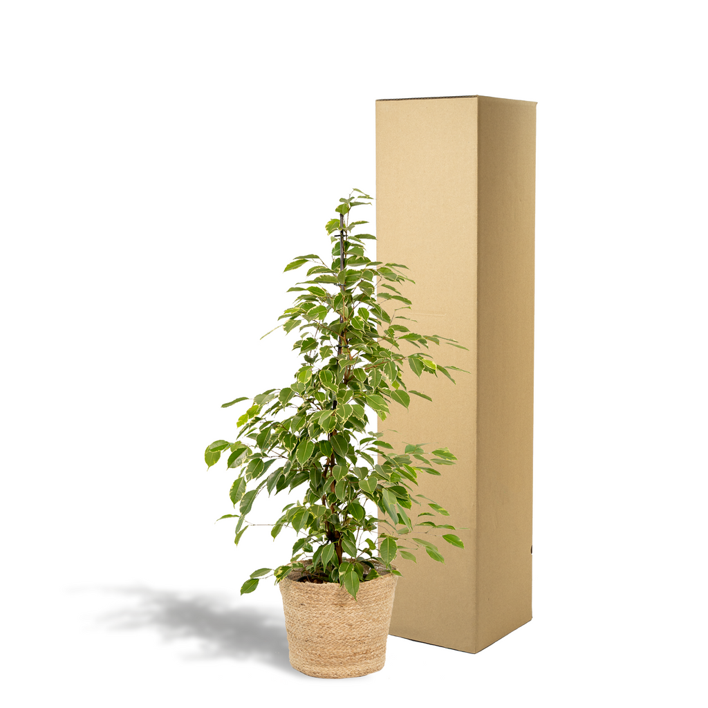 Ficus benjamina Goldenking - Ø21cm - ↕95cm + Korb Selin