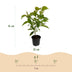 GreenboutiQ Kornelkirsche 'Cornus mas' - Gelbe Blüte, 3 Pflanzen Bild 3