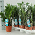 Zamioculcas Zamiifolia (ZZ Plant) - Ø14cm, ↕55cm Bild 2