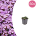 Thymus praecox 'Purple Beauty' - Groundcover - 10-25cm pot Ø9cm Bild 1