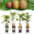 Green boutiQ - Fruit Plant - Actinidia Weiki & Hayward, Ken's Red, Golden Kiwi - Kiwi Plant - 1 Male - 3 Female - Plants - Green-Red-Yellow - Pot 15cm - Height 50cm Bild 1