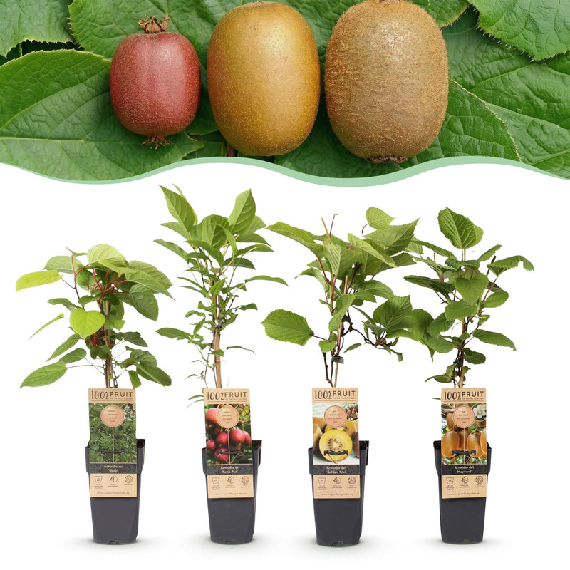Green boutiQ - Fruit Plant - Actinidia Weiki & Hayward, Ken's Red, Golden Kiwi - Kiwi Plant - 1 Male - 3 Female - Plants - Green-Red-Yellow - Pot 15cm - Height 50cm