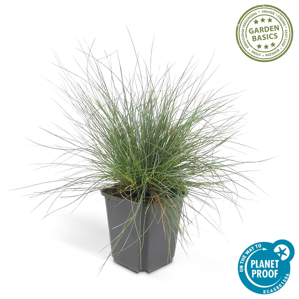 48x Festuca glauca 'Elijah Bleu' - ↕10-25cm - Ø9cm