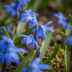 200x Scilla Siberica - Sibirischer Blaustern - Zwiebelgröße 7/8 Bild 1