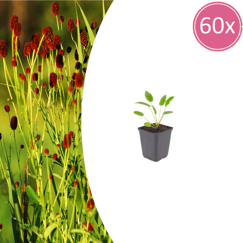 Sanguisorba o. 'Tanna' Staude – 10-25cm, Ø9cm