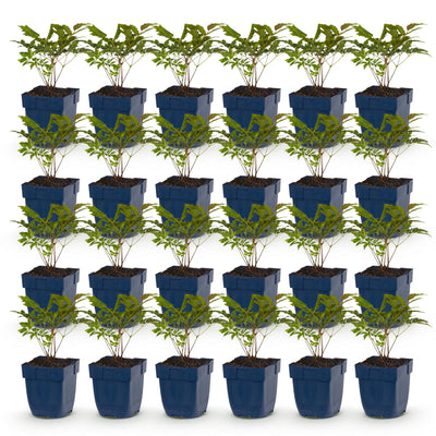 Green boutiQ - Perennial - Astilbe (A) Fanal - False Spirea - Shade - Red - 24 Plants - Pot 11 cm - Height 15–25 cm