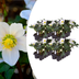Helleborus niger ‘Christmas Carol’ – 24 Christrosen im Set (4 x Sixpack) Bild 1
