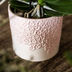 Hummingbird Bloom Pink Planters – 6/9/12cm Set Bild 5