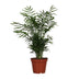 Chamaedorea Elegans Zwergbergpalme Ø17cm, H:55cm Bild 1