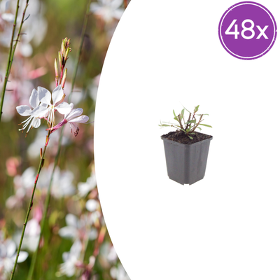 48x Gaura 'Whirling Butterflies' - 10-25cm - Ø9cm