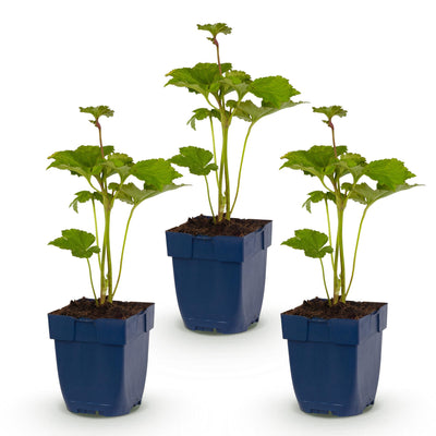 Green boutiQ - Perennial - Anemone hybr. 'Königin Charlotte' - Autumn Anemone - Shade - Pink - 3 Plants - Pot 11cm - Height 15-25cm