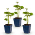 Green boutiQ - Perennial - Anemone hybr. Kön. Charlotte - Autumn Anemone - Shade - Pink - 3 Plants - Pot 11cm - Height 15-25cm Bild 3
