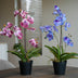Orchidee Vanda mix - 2 Stück - Kunstpflanzen - Bundle-Set Bild 2
